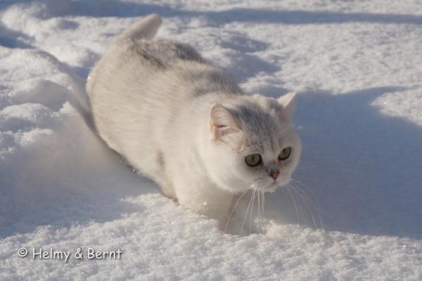 S*Esteticas Zinnea (Zinnea) 9 years snow - nr 4