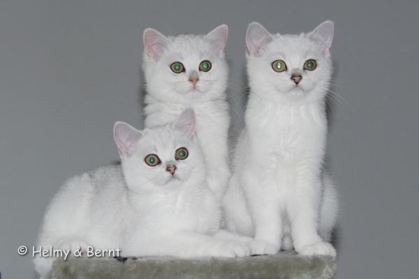 S*Esteticas Zinnea (Zinnea), S*Esteticas Zazo and S*Esteticas Zafir 15 weeks - nr 1