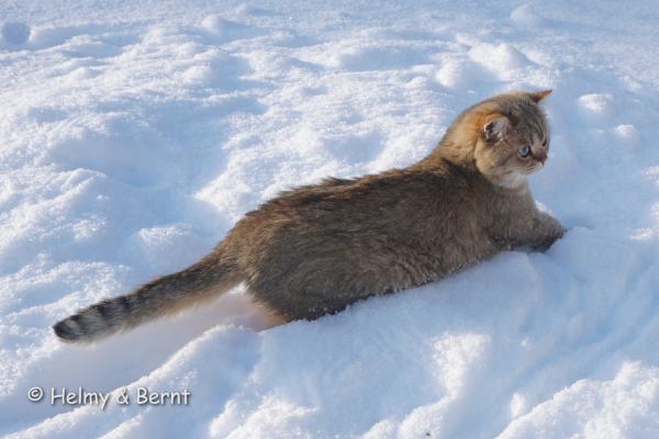 xS*Esteticas Goding (Goding) 2,5 years snow